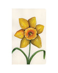 Daffodil
