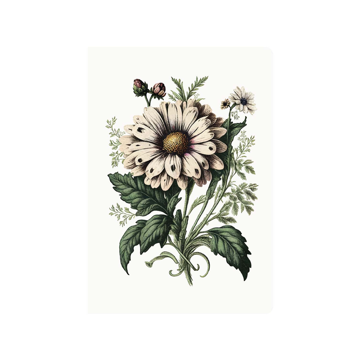 Field Study Daisy - B6