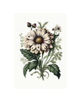 Field Study Daisy - B6